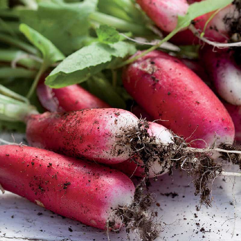 Radise 'Flamboyant 2'