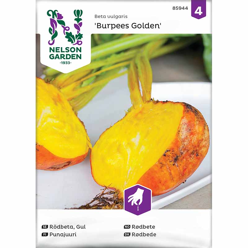 Rødbede 'Burpees Golden'
