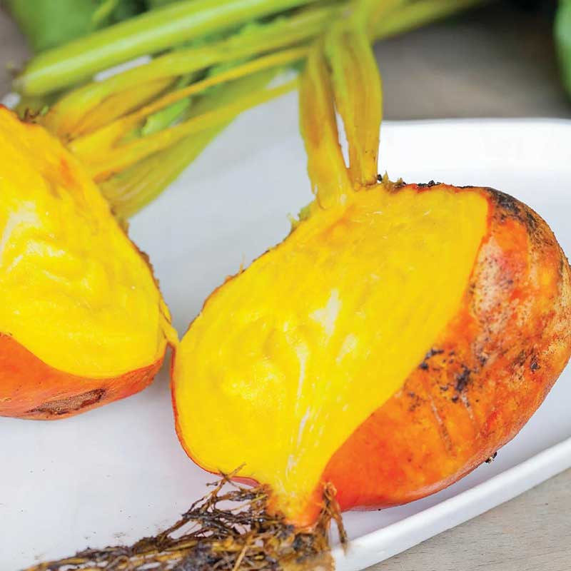 Rødbede 'Burpees Golden'