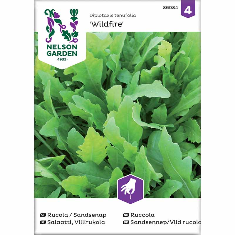 Rucola / Sandkarse 'Wildfire'