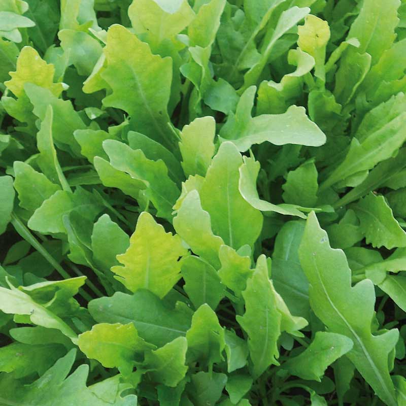 Rucola / Sandkarse 'Wildfire'