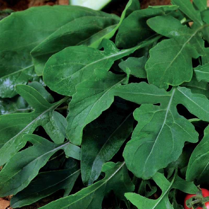 Rucola / Sennepskål