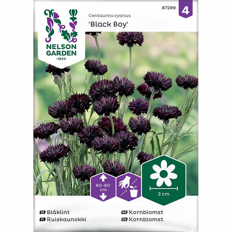 Kornblomst 'Black Boy'