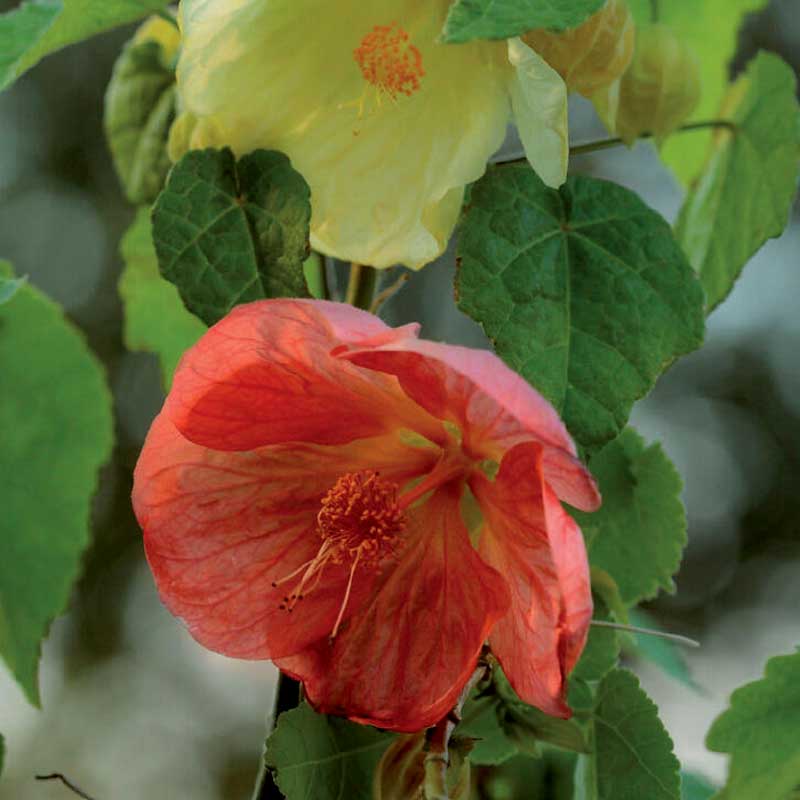 Klokkemalva / Stueahorn