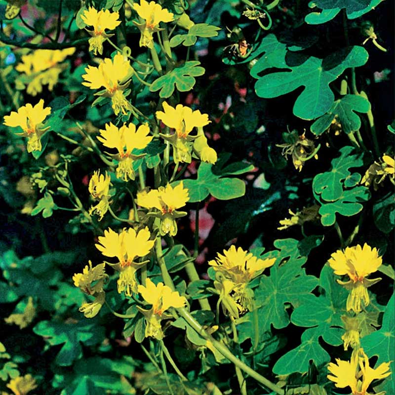 Sommerfuglekarse gul