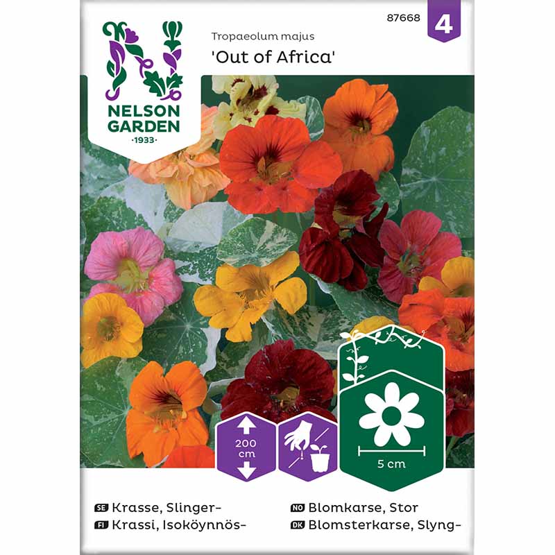 Klatreblomsterkarse 'Out of Africa'