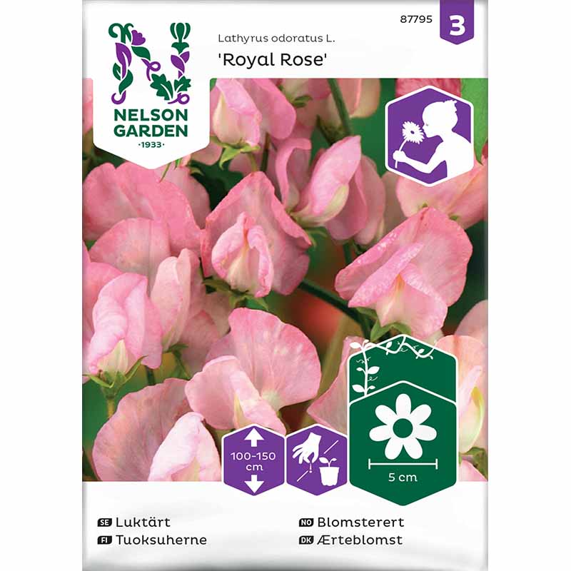 Ærteblomst 'Royal Rose'