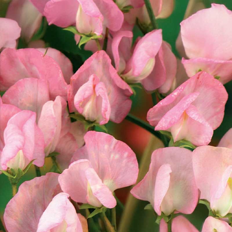 Ærteblomst 'Royal Rose'