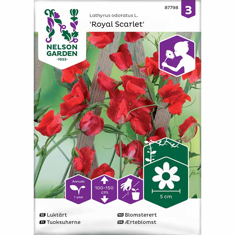 Ærteblomst 'Royal Scarlet'