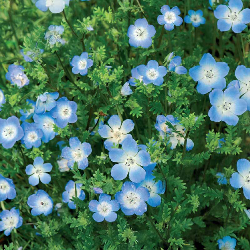 Prins Gustafs øje lyseblå