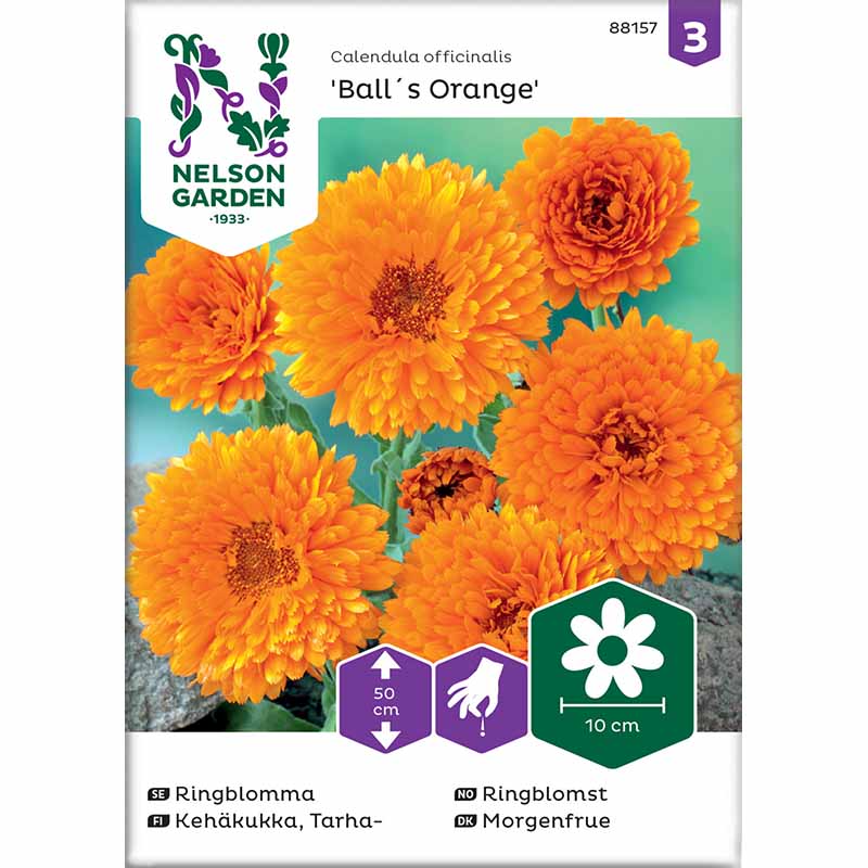 Morgenfrue 'Ball´s Orange'