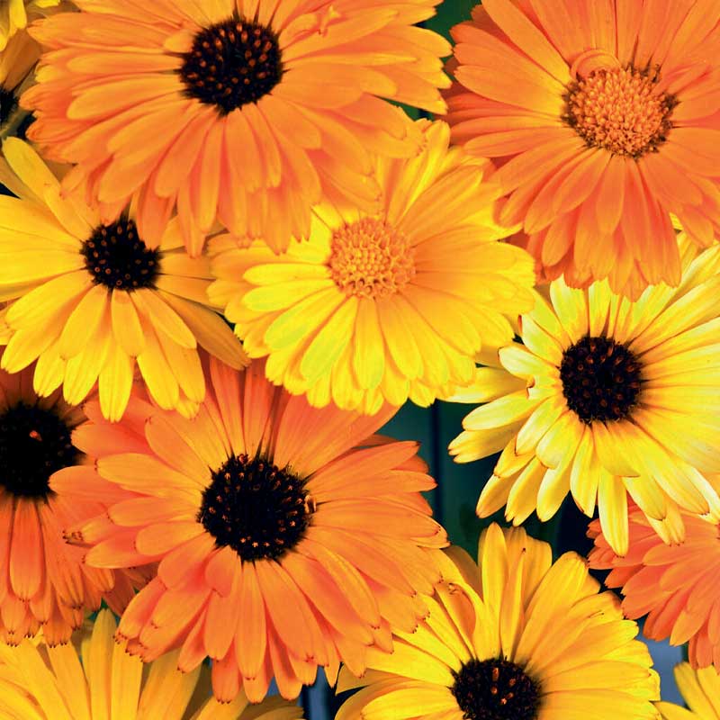 Morgenfrue 'Daisy Citrus Mix'