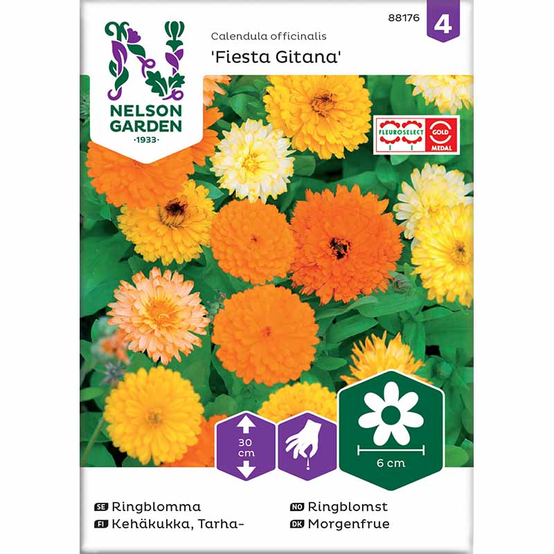 Morgenfrue 'Fiesta Gitana'