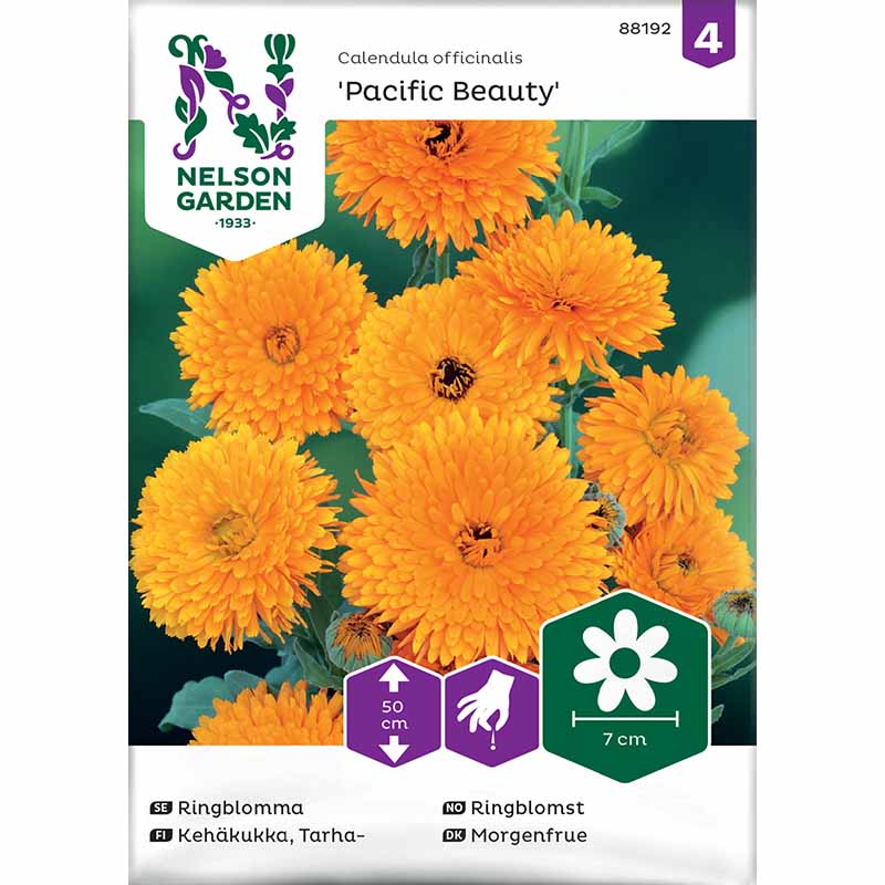 Morgenfrue 'Pacific Beauty'