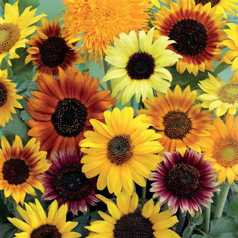 Solsikke 'Wilde mixture'