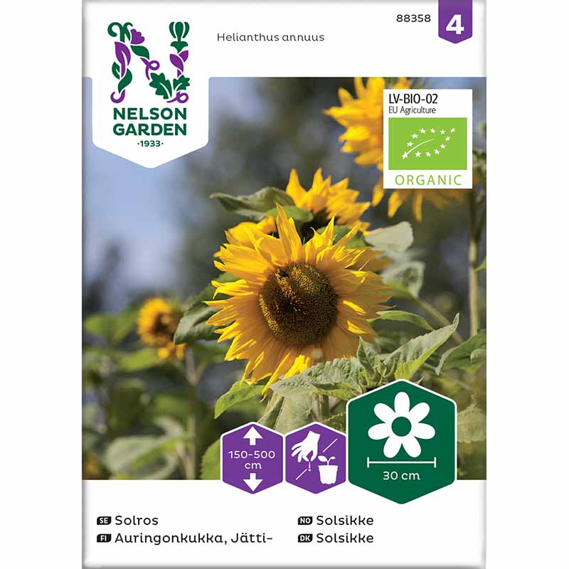 Giant Sunflower Organic