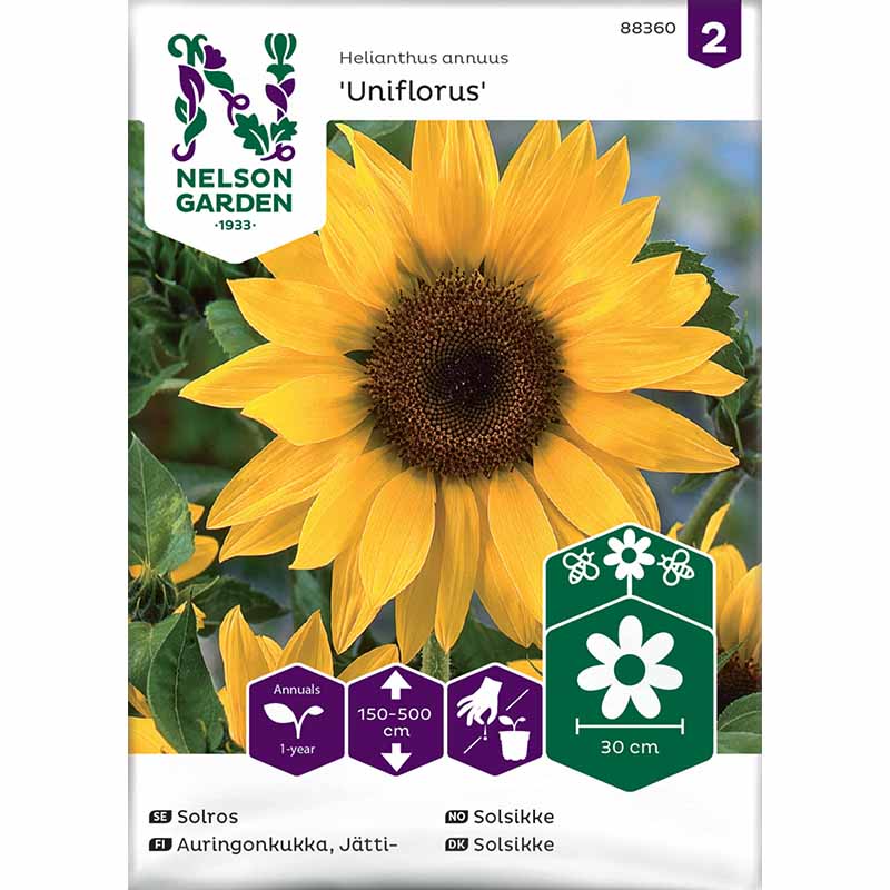 Kæmpe solsikke 'Uniflorus'