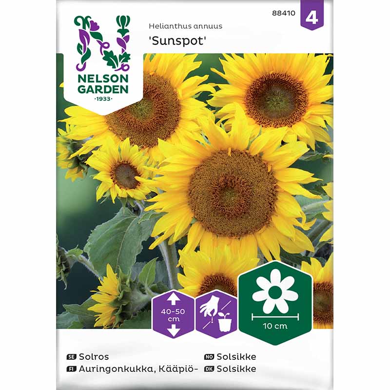 Solsikke 'Sunspot'