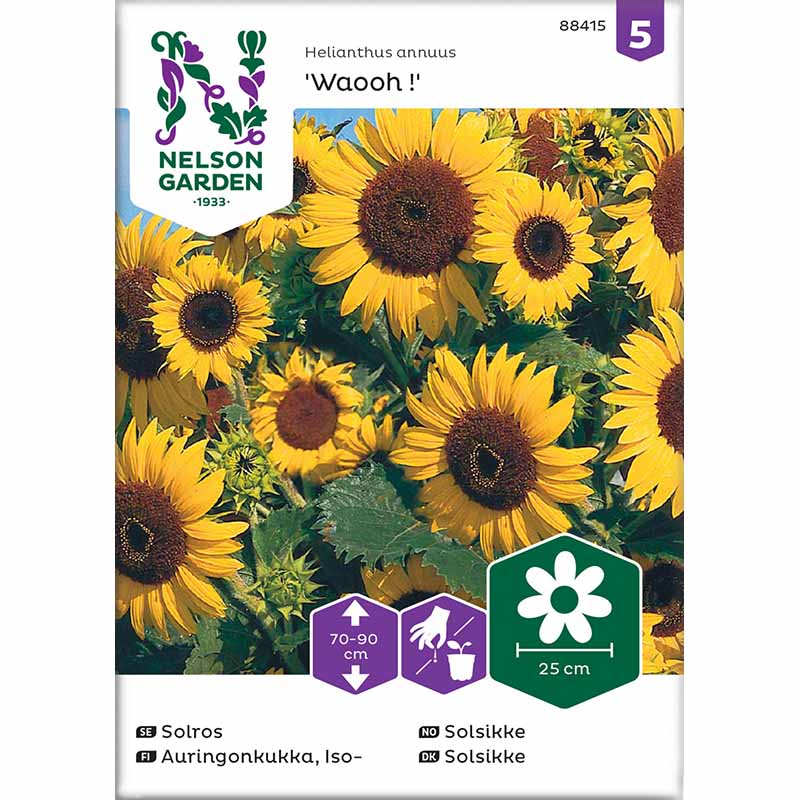 Solsikke 'Waooh !'