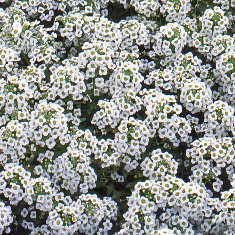 Strand-lobularia 'Carpet of Snow'