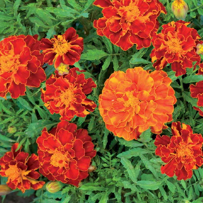 Fløjlsblomst 'Carmen'