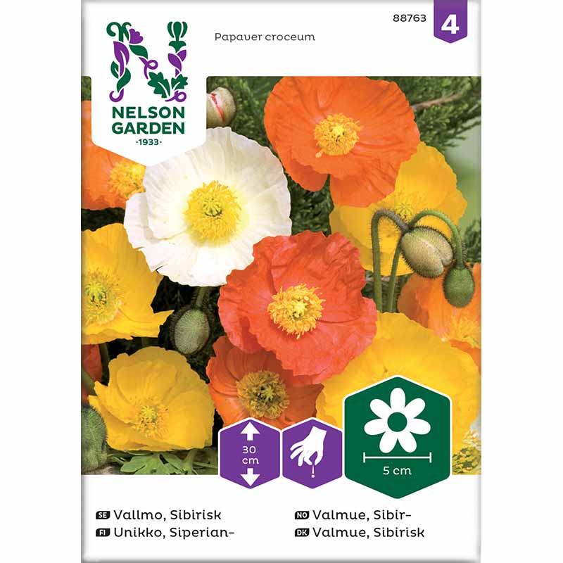 Sibirisk valmue blandede farver