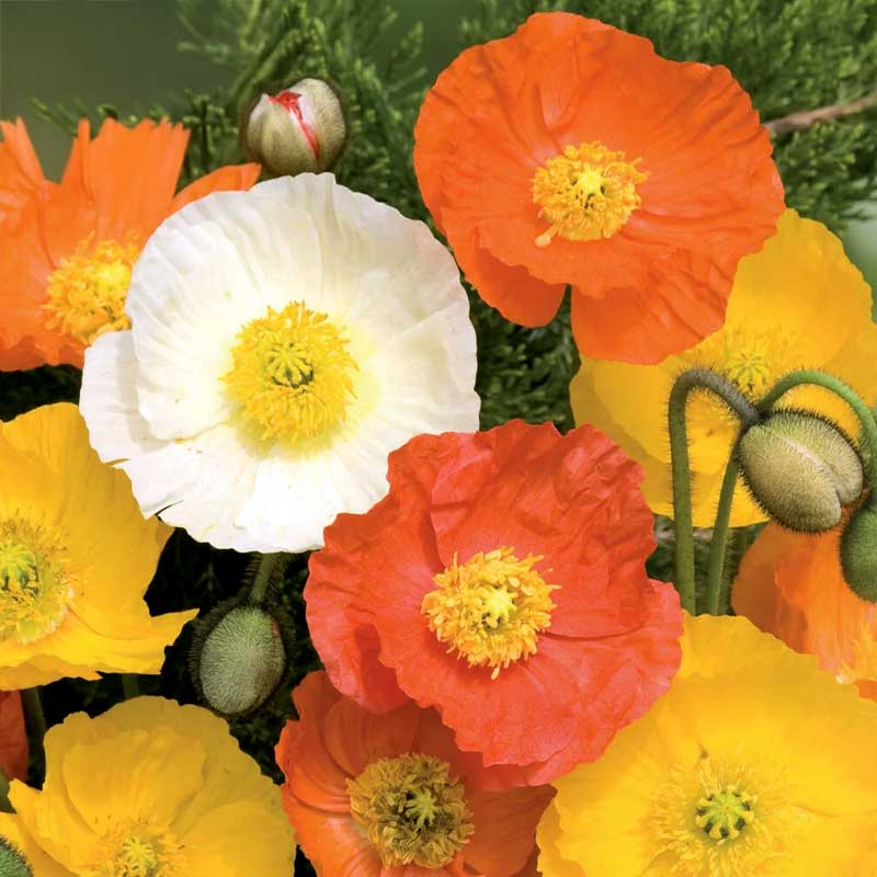 Sibirisk valmue blandede farver