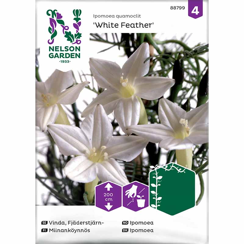 Fjerpragtsnerle 'White Feather'