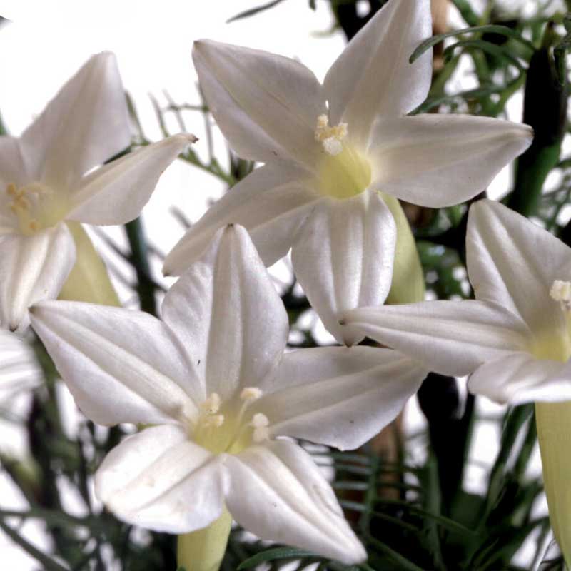 Fjerpragtsnerle 'White Feather'