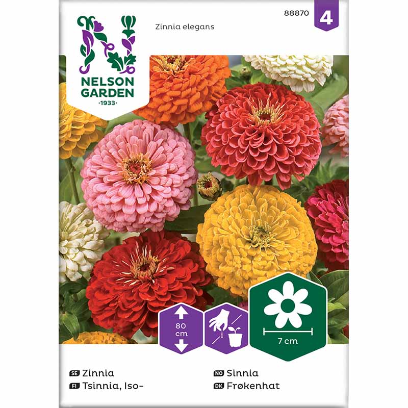 Høj zinnia blandede farver