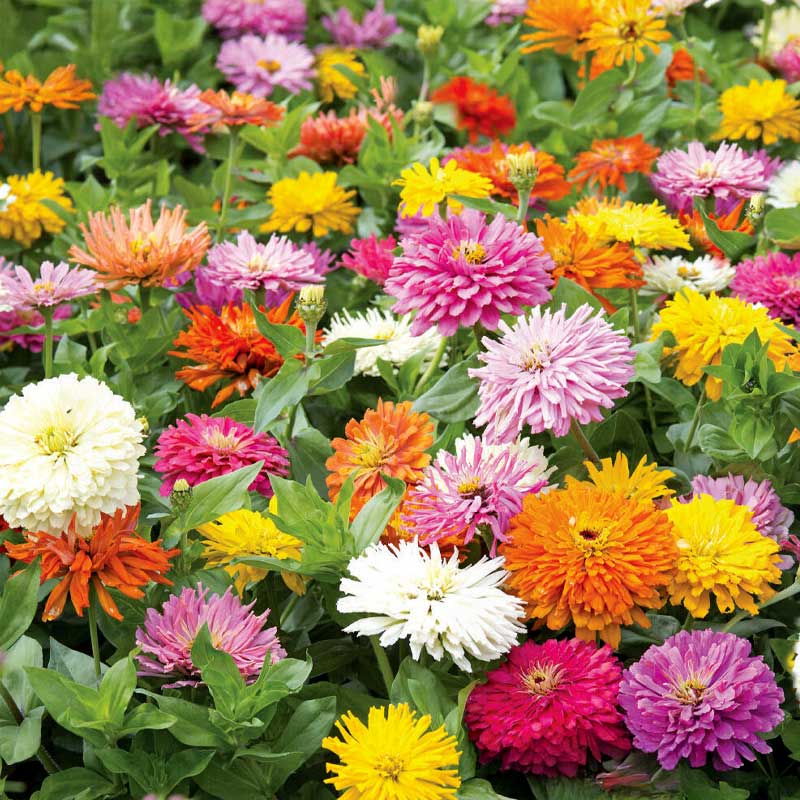 Zinnia 'Takii´s Choice'