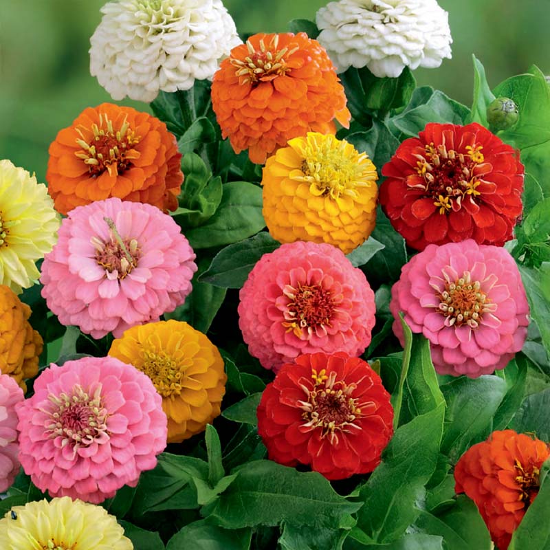 Zinnia Sunbow blandede farver