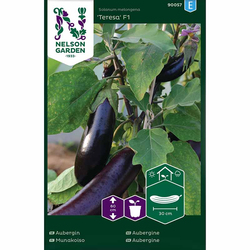Aubergine 'Teresa' F1