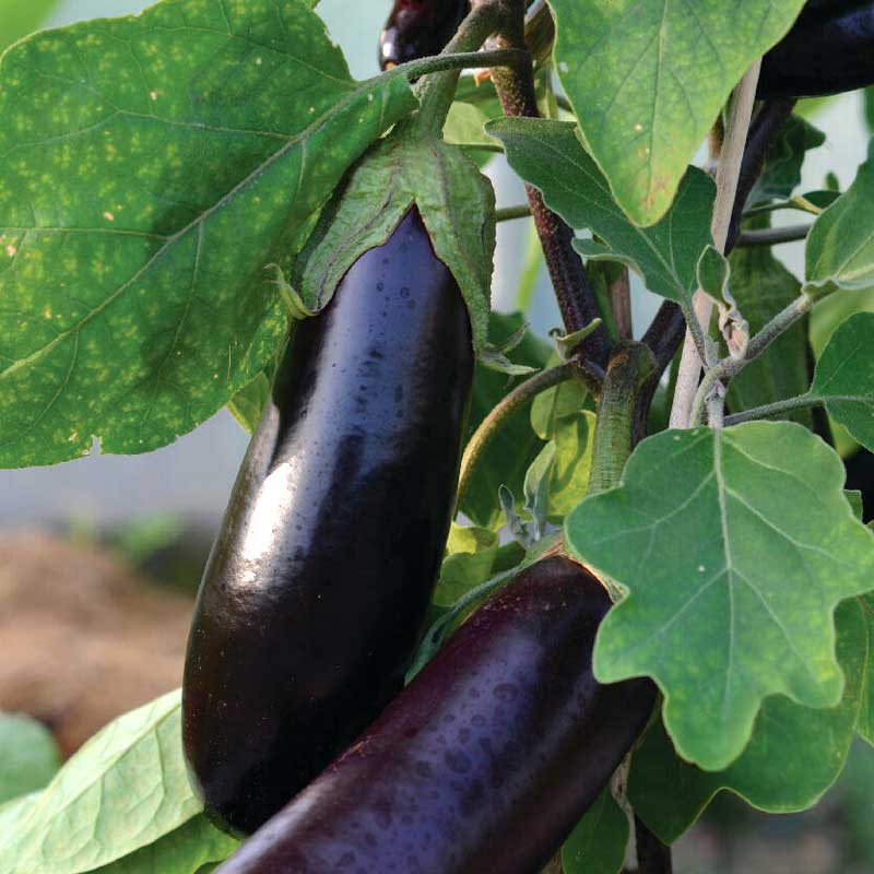 Aubergine 'Teresa' F1