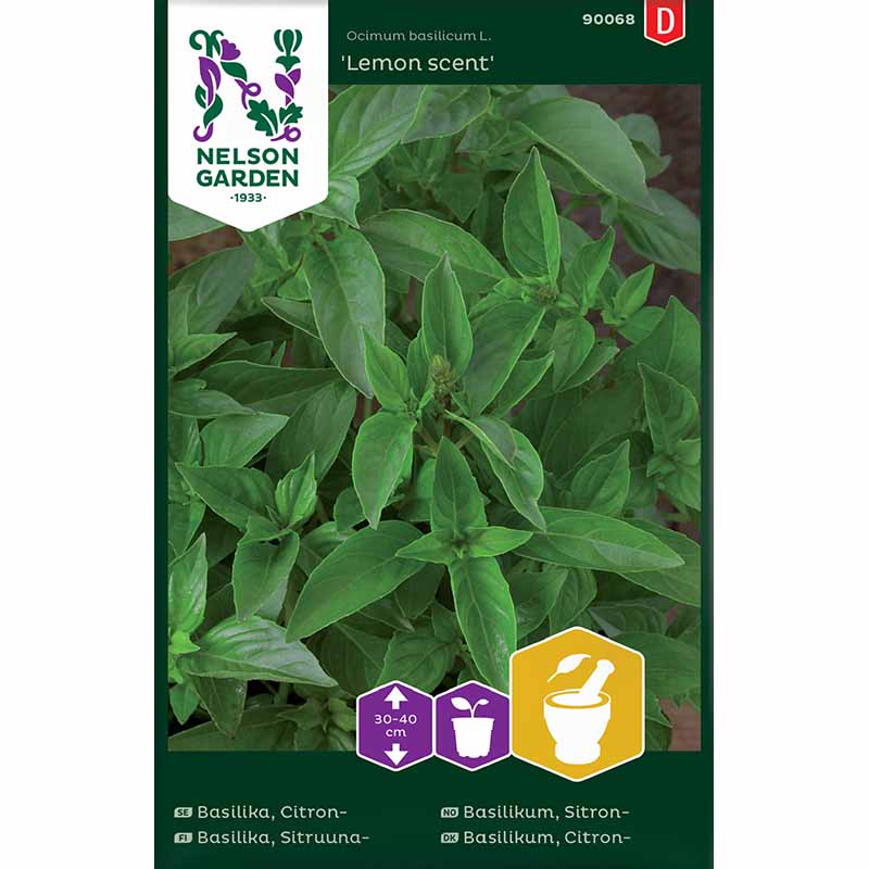 Citronbasilikum 'Lemon scent'
