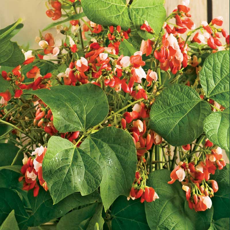 Blomsterbønne 'Hestia' / Blomsterbønne