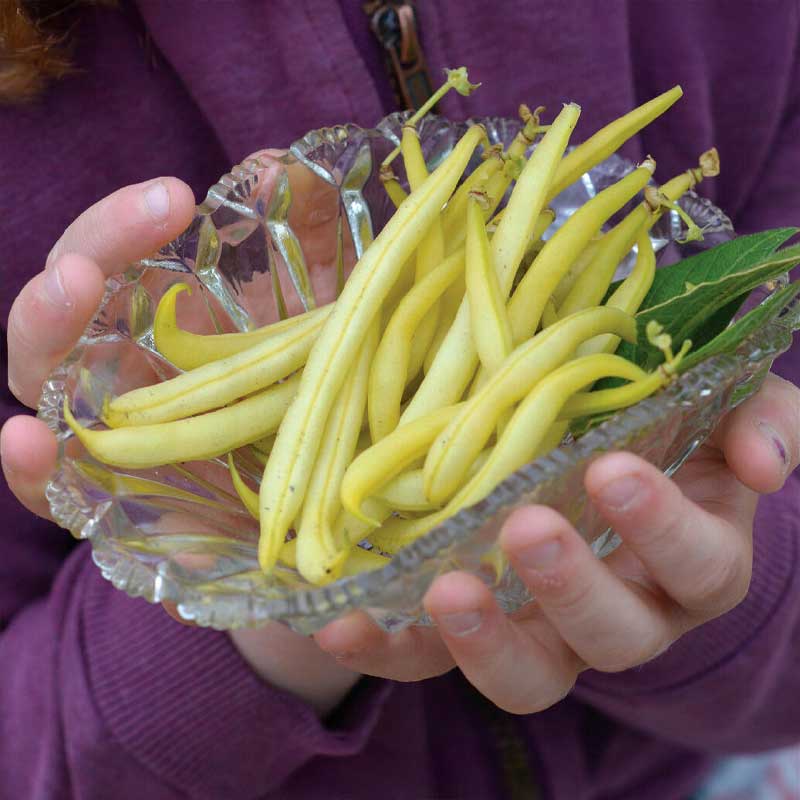 Wax Bean 'Dior' Organic