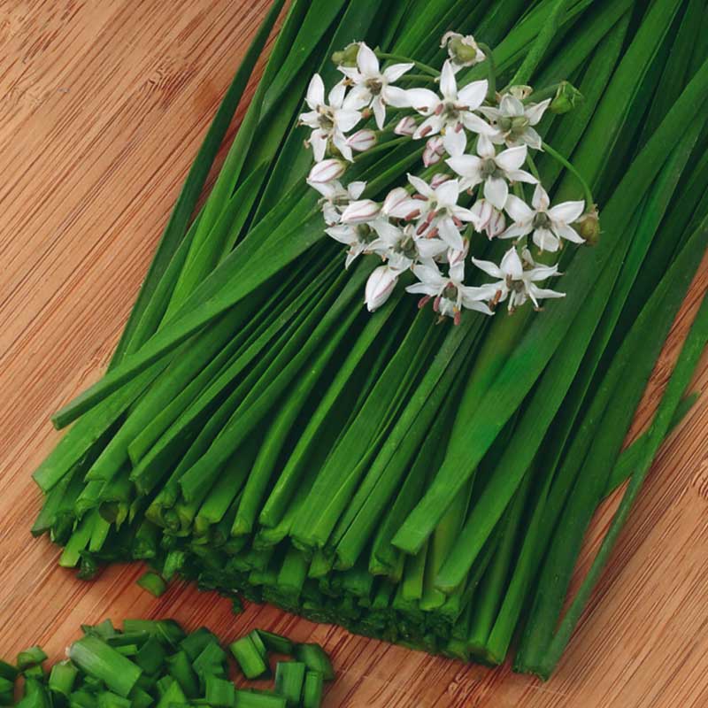 Kinesisk purløg 'Garlic oriental'