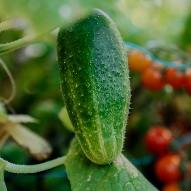 Drueagurk 'Vert petit de Paris'