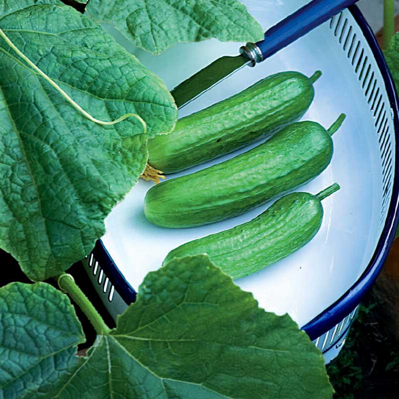 Krukkeagurk 'Baby' F1