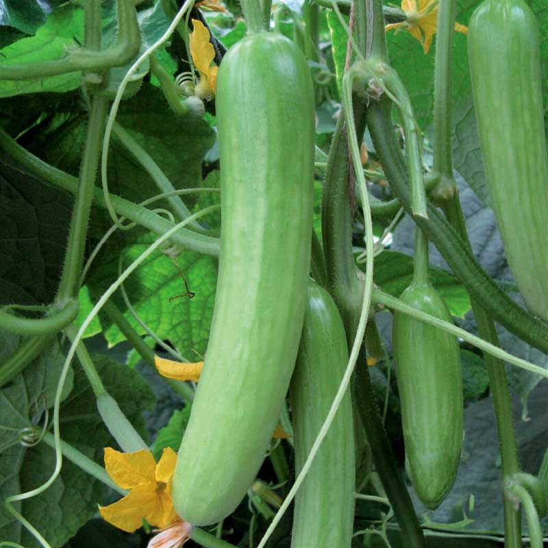 Drivhusagurk 'Delistar' F1