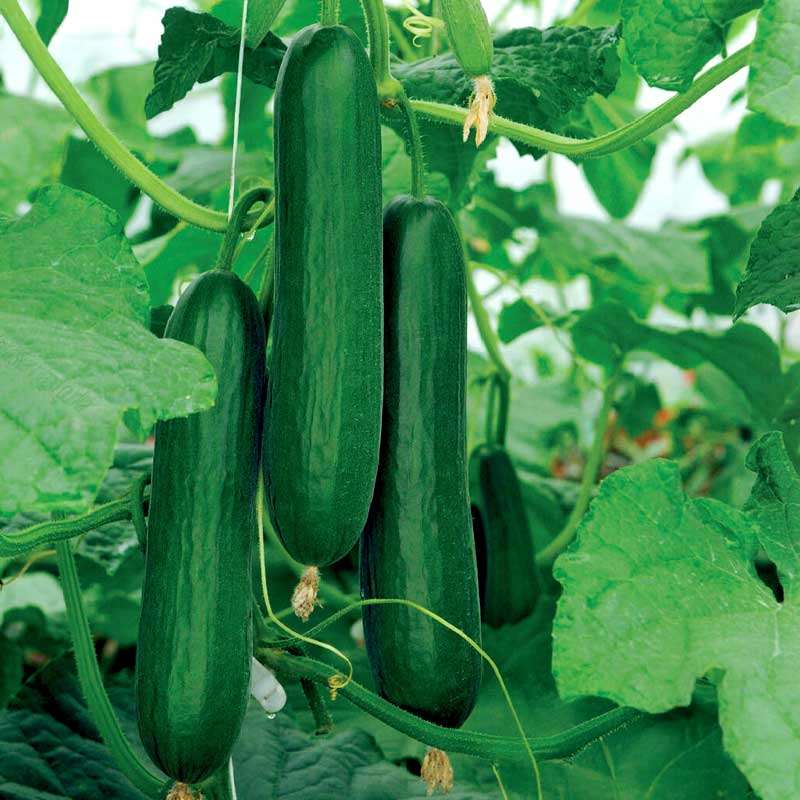 Agurk 'Passandra'F1