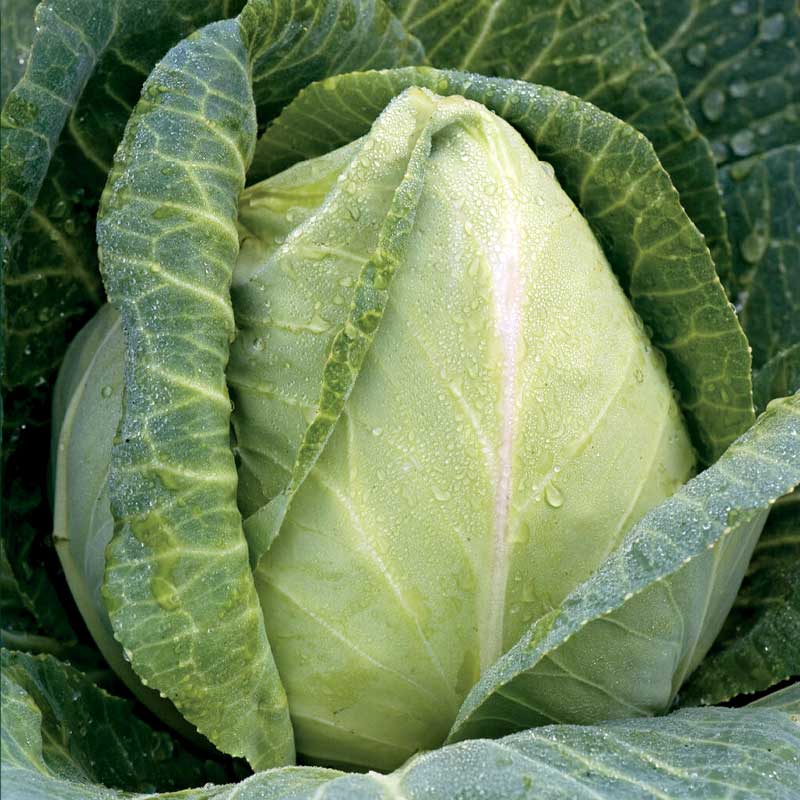 Spidskål 'Express'