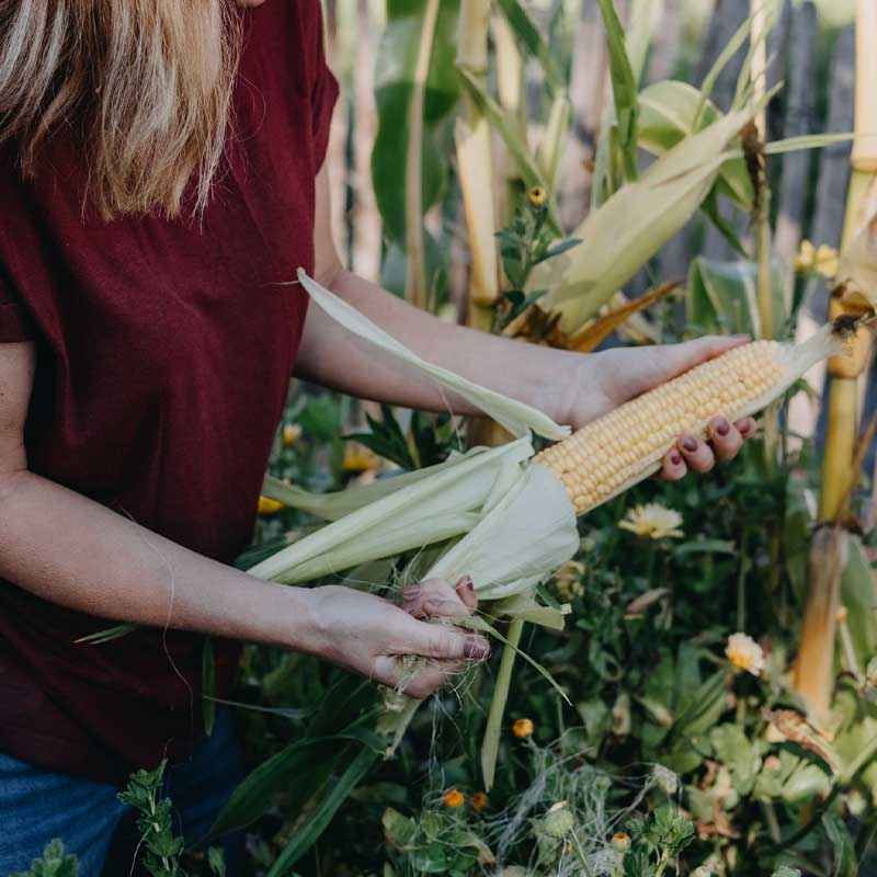 Sukkermajs 'Sweet Nugget'F1