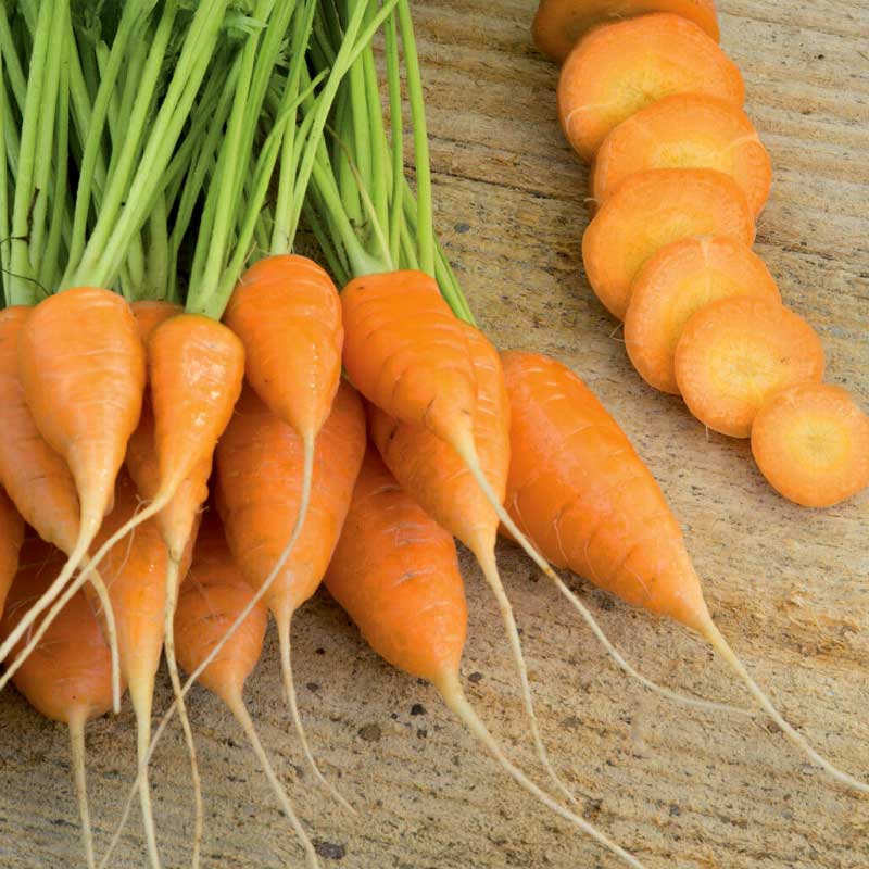 Sommergulerod 'Oxheart'