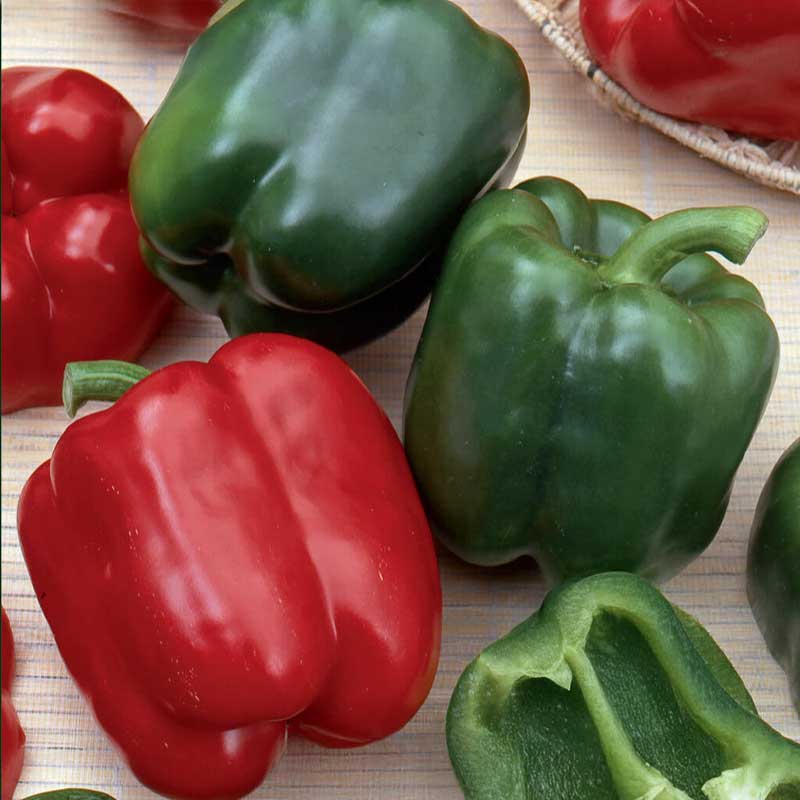 Peberfrugt 'California Wonder'