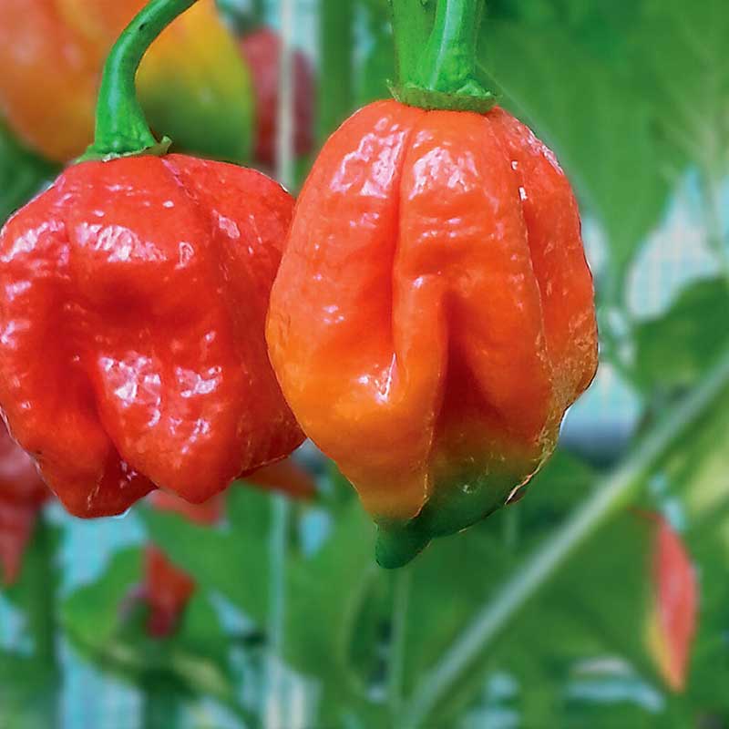 Chilipeber Trinidad Scorpion'
