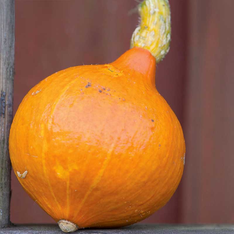 J ättepumpa 'Uchiki Kuri'