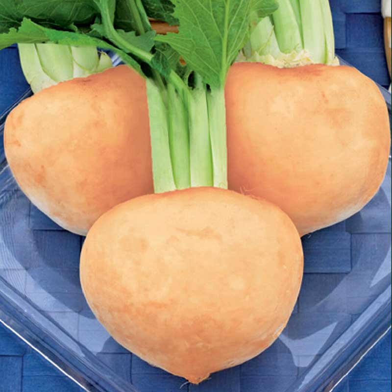 Majroe 'Golden Ball'