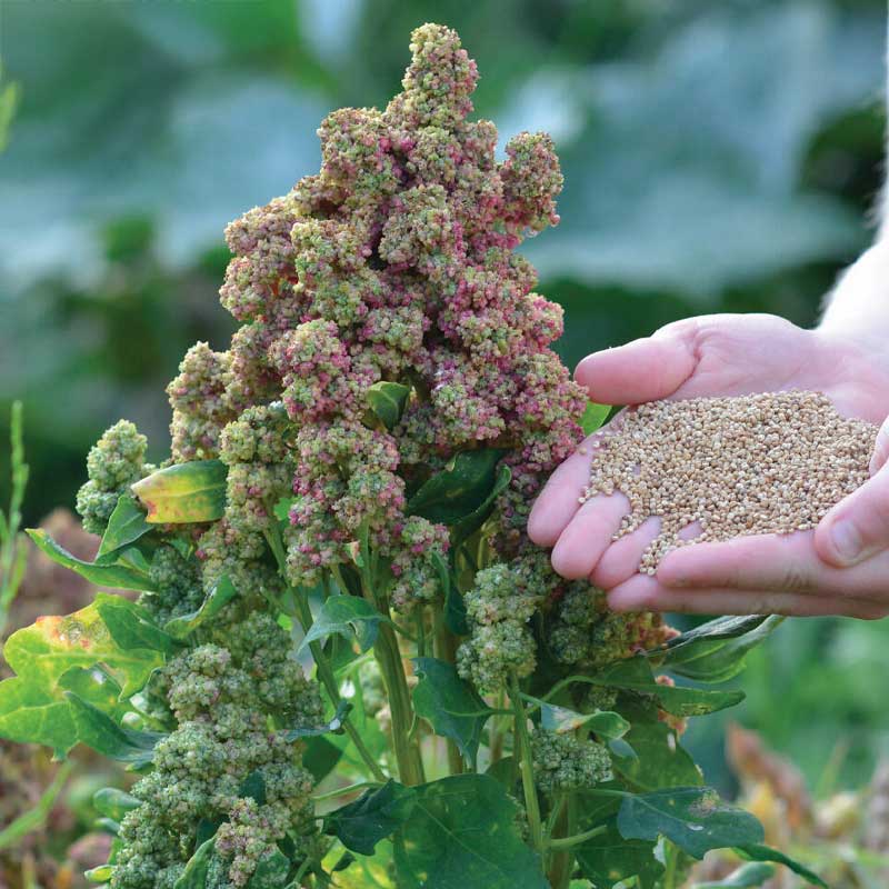 Quinoa 'Vikinga'